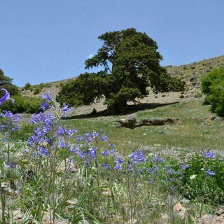 ابرسج