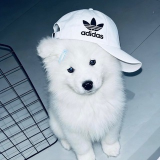 @acajybot