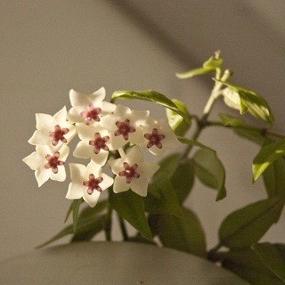 @ahicio13