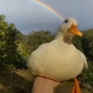 @Airbornemirth