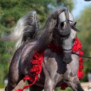 @al_adyat
