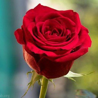 @Alamdary33
