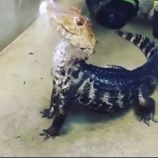 @aligator625