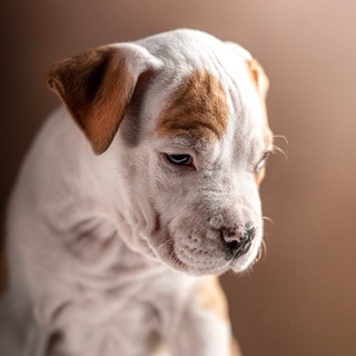 @amstaff_puppy