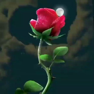 @Amzzs