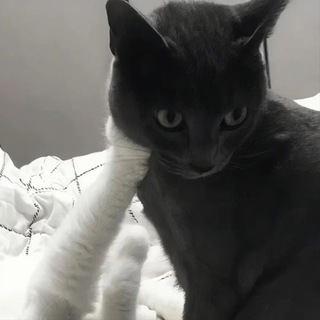 @AndyPanda227