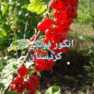 @angoorfarangi