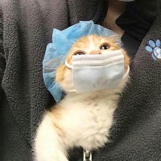 @animals_mem