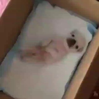 @ankarmmm