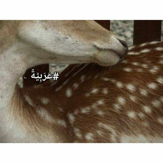 @arabia_08