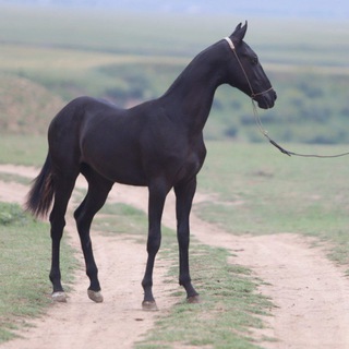 🐎 گالري عاشقان اسب 🐎