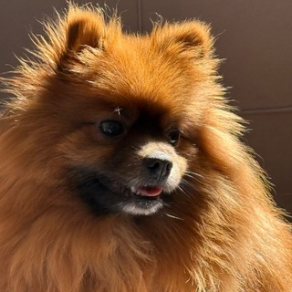 @aska0019