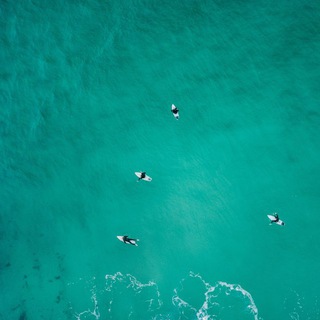 番号在线播放机器人