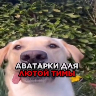 @avatarkg