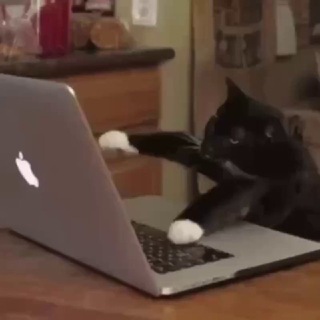 @avian555
