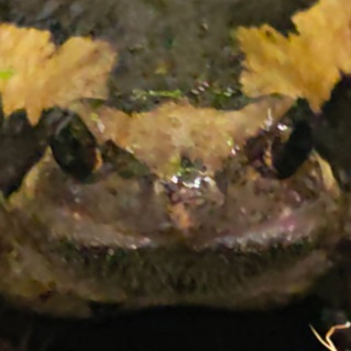 @Avocadifrog