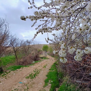از خاموشی‌ها و فراموشی‌ها