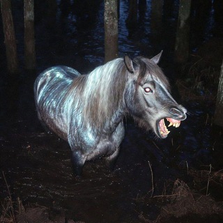@azranchi
