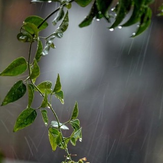 [ب‍ـ‍ارون 🍃🦋]