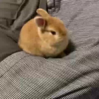 @BasheBaaaa