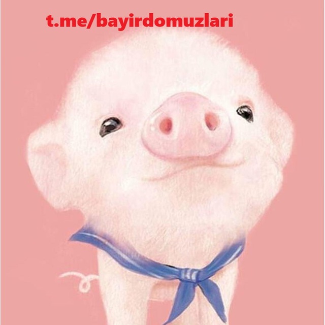 Bayır Domuzları