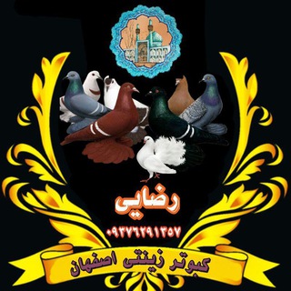 کانال کبوتر زینتی اصفهان