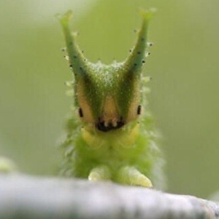 @BECHA_CBEDAHO4KA