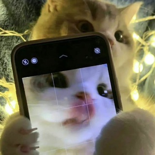 @bezrrybot