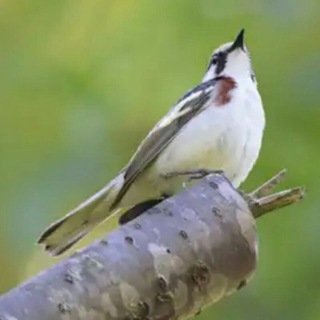 @birds_1