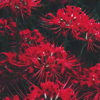 @blackerror4