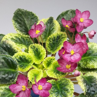 @bluma_garden