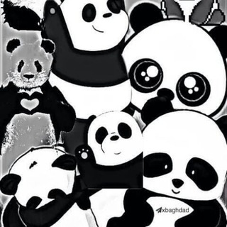 باندا 🐼