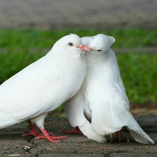 گوناگون