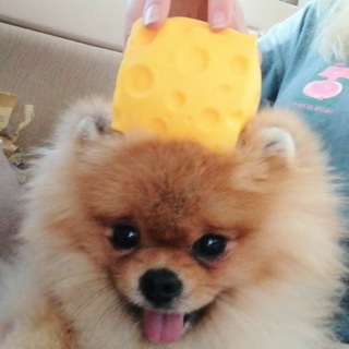 @bolotnoe_chmo