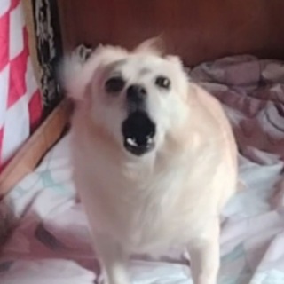 @bomz_olzzs