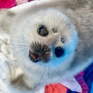 @Borschtvv