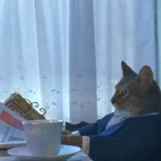 @breakingcatnews