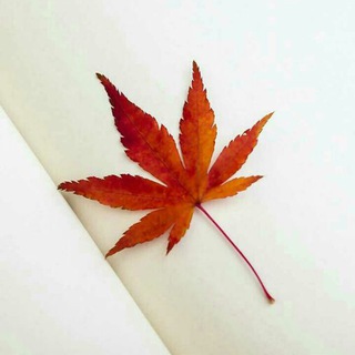 🍁🇧🇹🇧 CONFIG FREE-MIUM 🍁