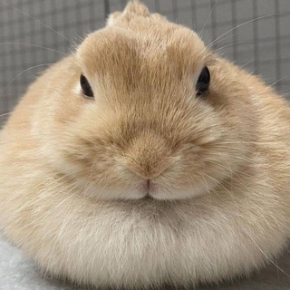 @bunn4