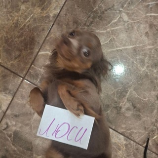 @cannib2al