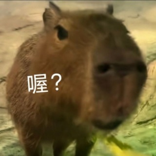 @capibarao8