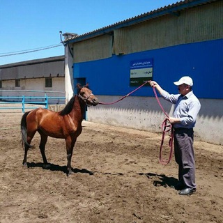 Caspian Horse اسب کاسپین