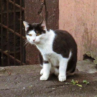 кот с твоей улицы