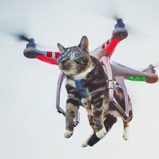@catpics