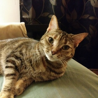 @catvids