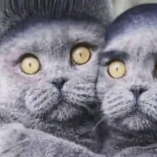 @Chaipostavte120