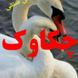 چکاوک 