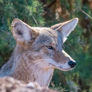@chaosyotes