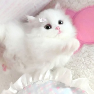 @charisseebot