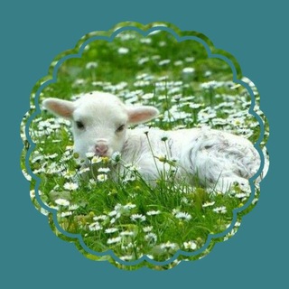 @cheesy_lamb